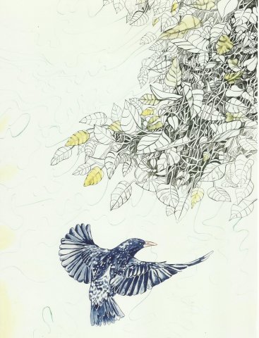Disegni