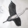 Disegni
