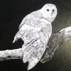 Illustrazioni